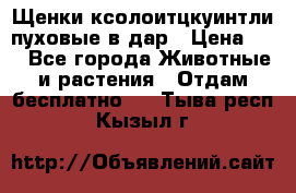 Щенки ксолоитцкуинтли пуховые в дар › Цена ­ 1 - Все города Животные и растения » Отдам бесплатно   . Тыва респ.,Кызыл г.